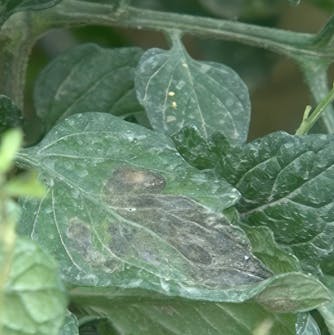 Potettørråte tomater Potettørråte tomater
